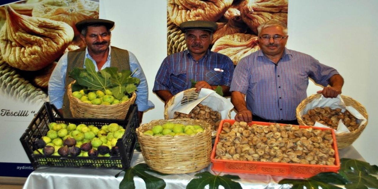 İncirin 330 türü bulunuyor