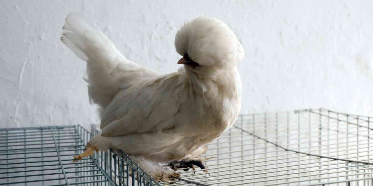 Menteşe’de kümes hayvanları gösterisi başladı