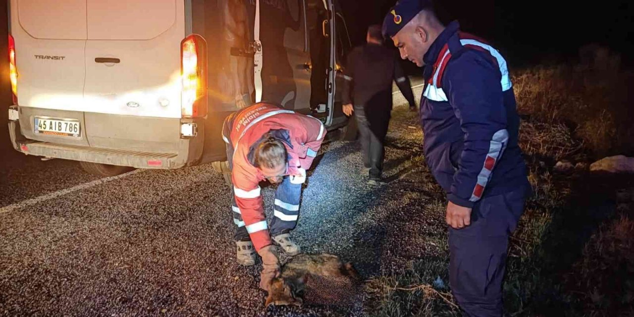 Yol kenarında yaralı halde bulunan hayvanlara jandarma şefkati