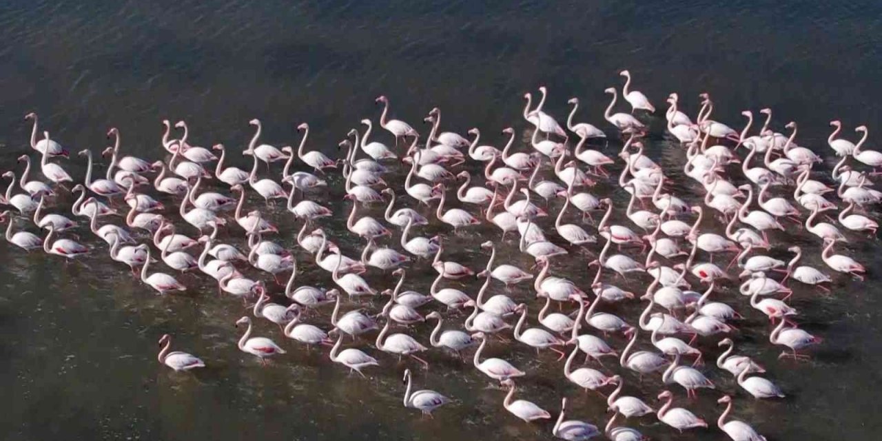 Flamingolar renk kattı