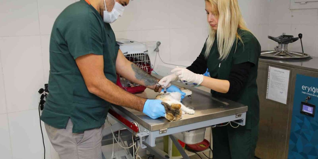 Bayraklı’da yaralı halde bulunan köpek kanseri yendi