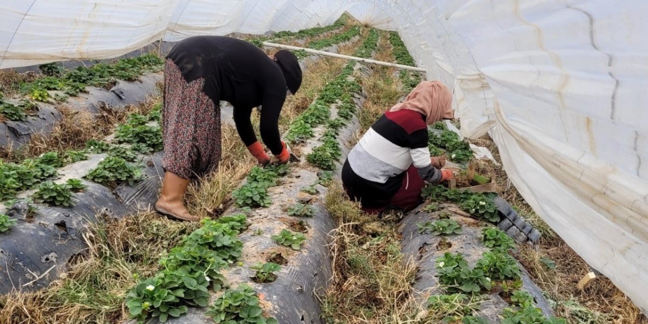 Aydın’da çilekler bahara hazırlanıyor