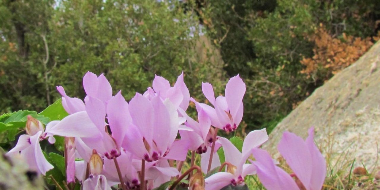 Aydın dağlarını hazan renkleri sardı