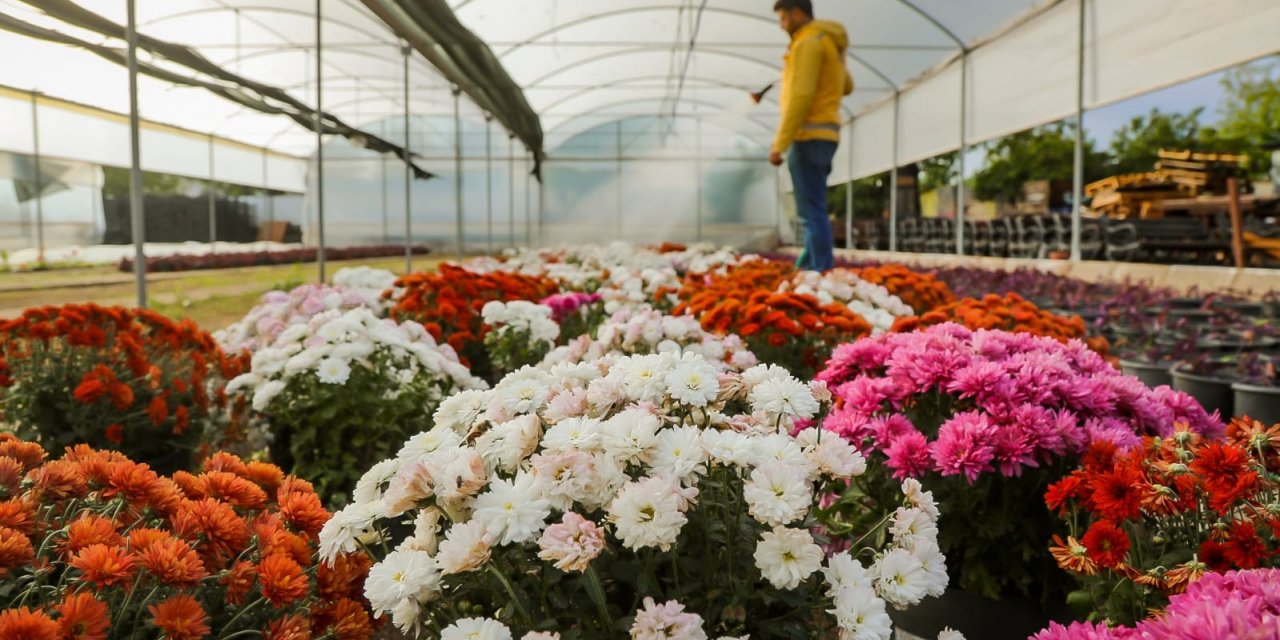 Büyükşehir Belediyesi Aydın’ı renklendiren çiçekleri kendi üretiyor
