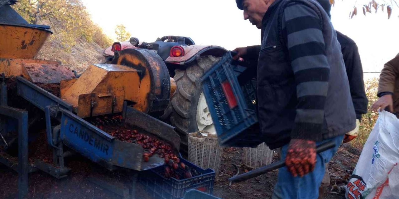 Kestanelerin sofralara yolculuğu başladı