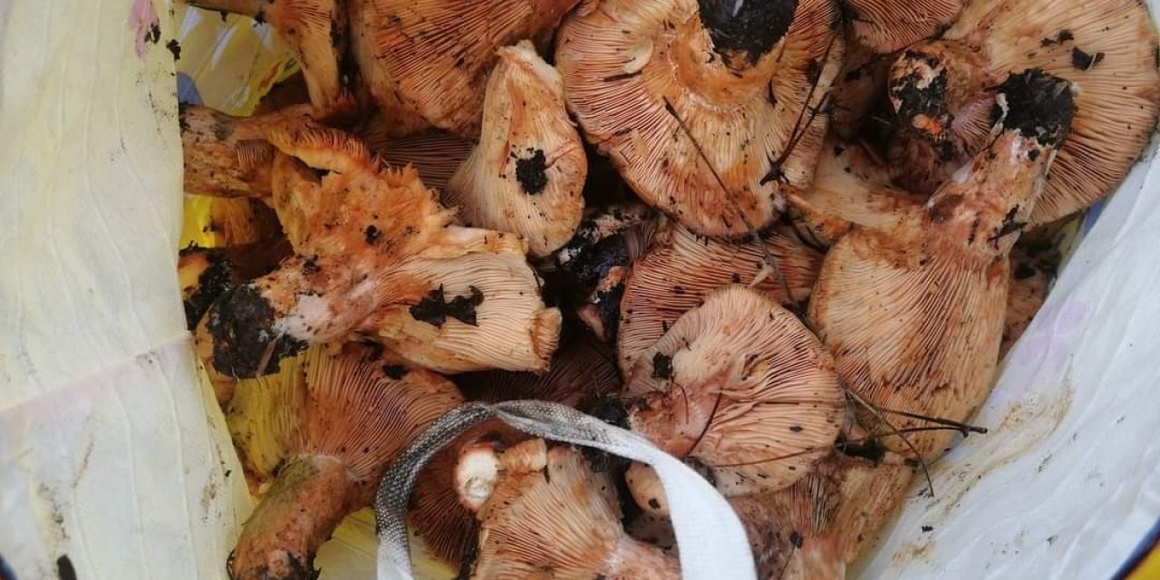 Muğla’da çıntar mevsimi başladı