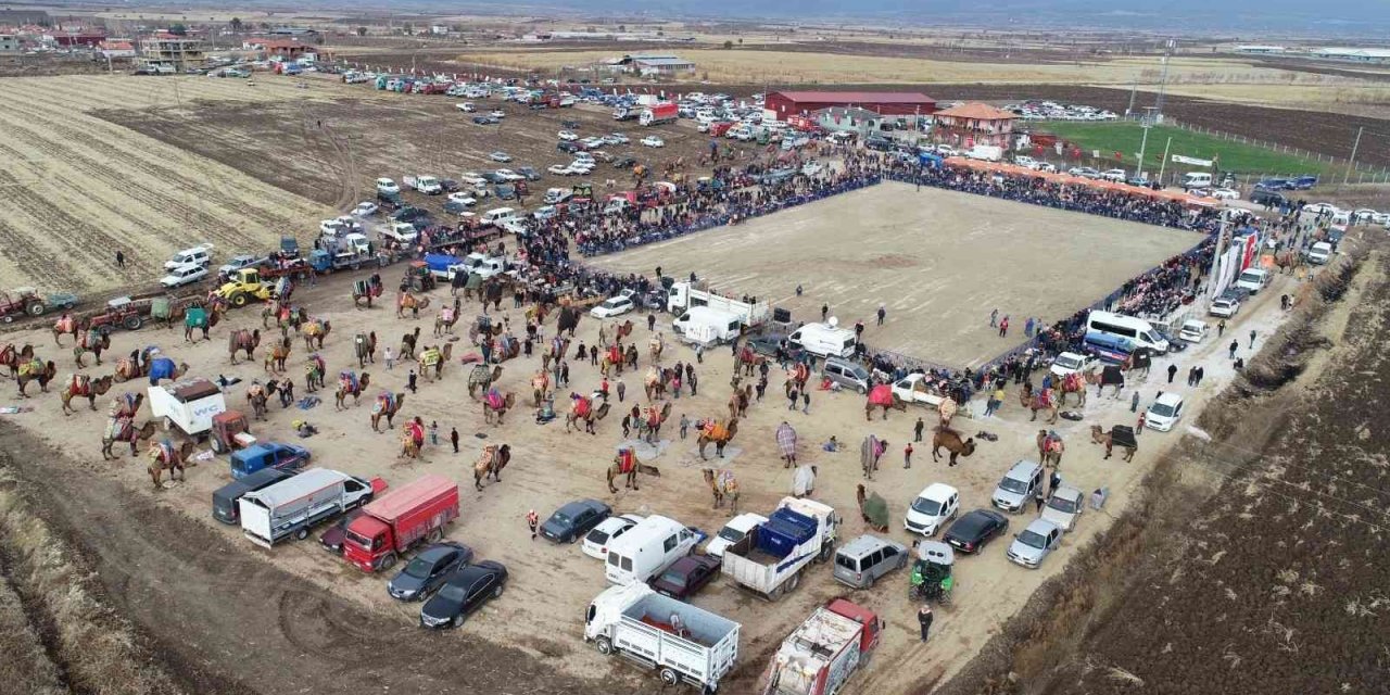 Pehlivan develer, 50 yıl sonra Tavas arenasında boy gösterdi