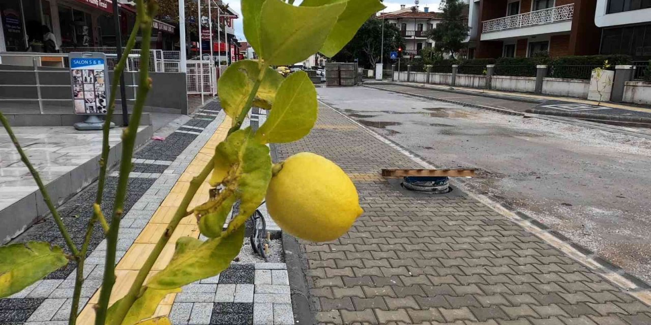 Marmaris’te sokakları limon ağaçları süsleyecek