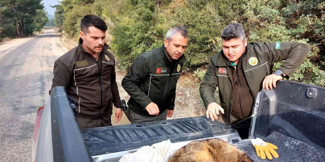 Yaralı tilkiyi Orman İşletme Müdürlüğü ekipleri kurtardı