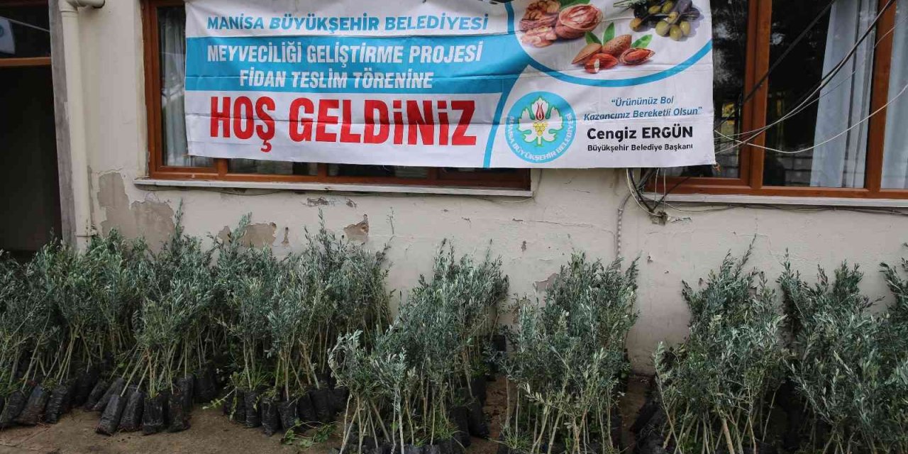 Salihli’de 6 bin 480 zeytin fidanı üreticilere teslim edildi