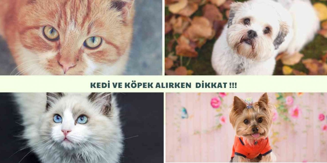 Sosyal medyadan kedi köpek sahibi olmak isteyenlerin mağduriyeti artıyor