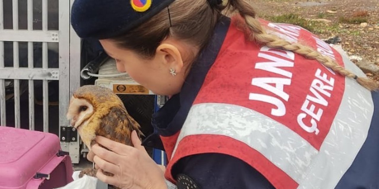 Peçeli baykuş ve martılar tedavi altına alındı