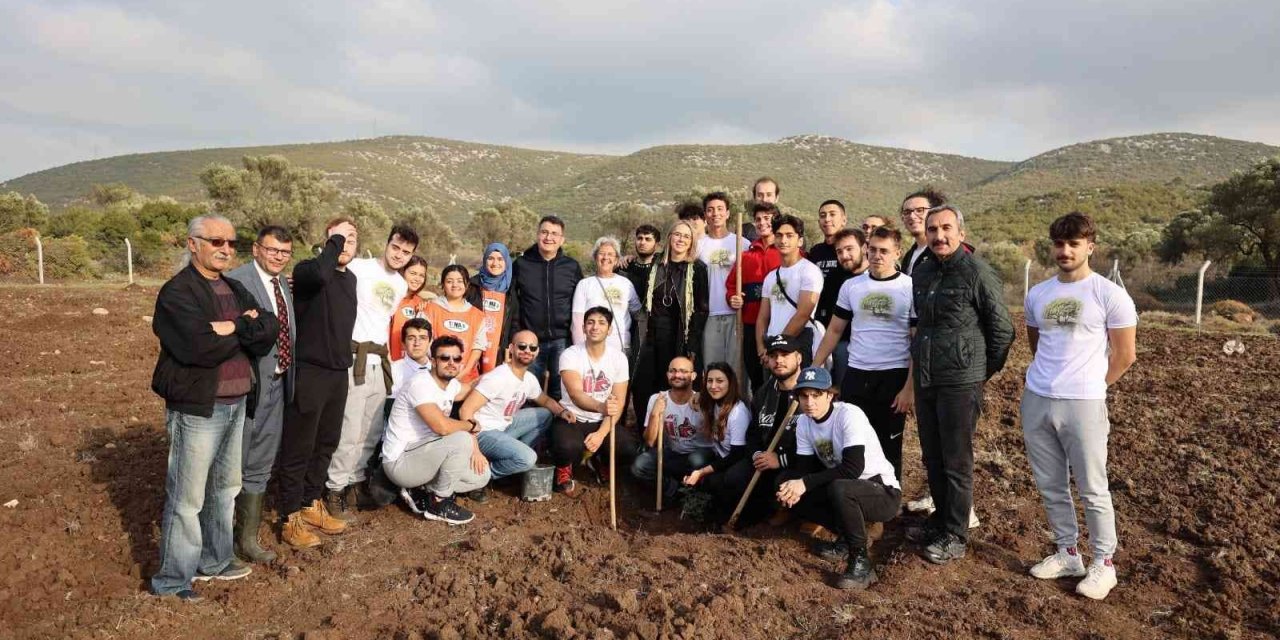 Sakız ağaçları Urla’da yeniden can buluyor