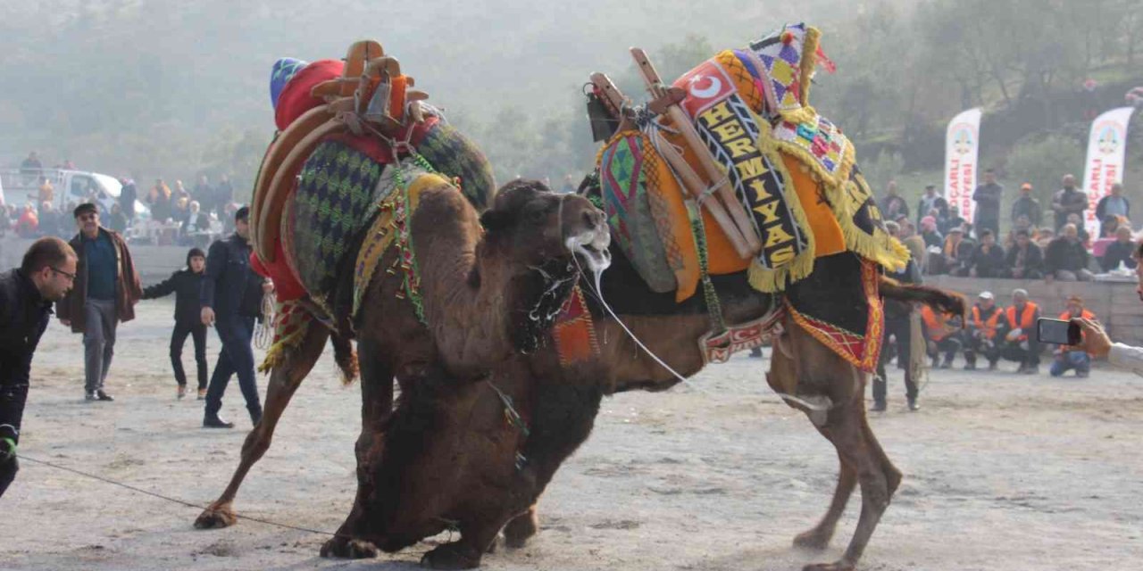 Koçarlı arenasında 150 deve kıran kırana güreşti