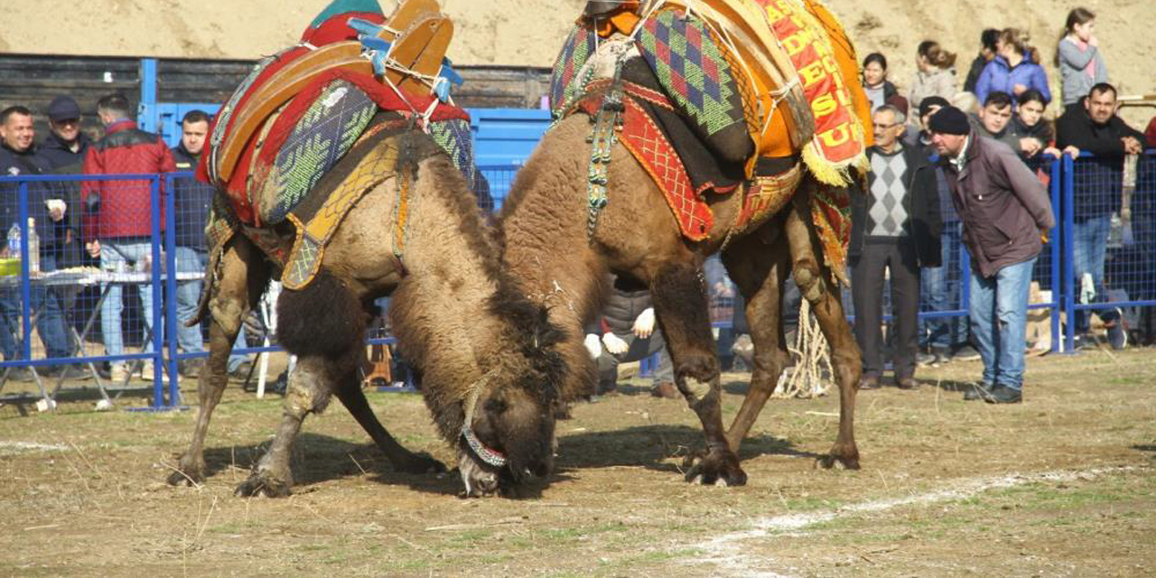 Kurtuluş’ta develer eğitim yararına güreşti