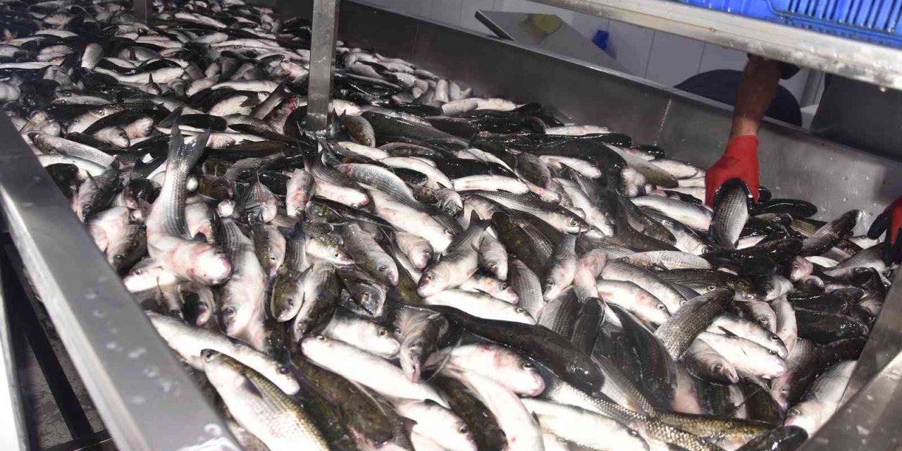 Dalyan kefali kilosu 50 liradan satılıyor