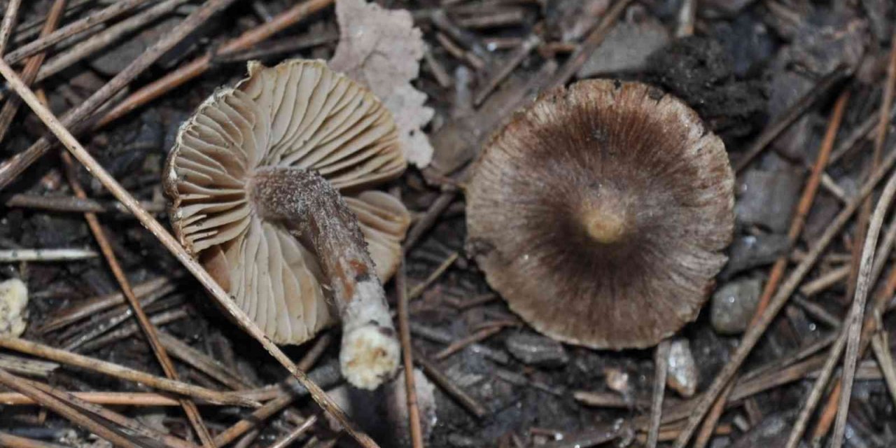 Kuşadası’nda yetişen yeni bir mantar türü daha keşfedildi