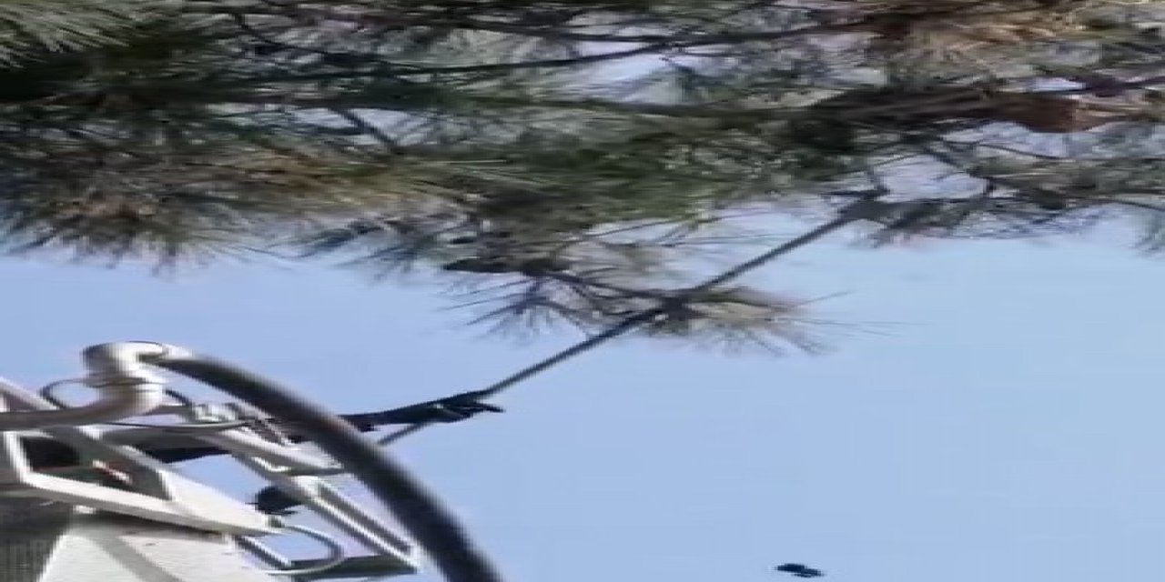 Dokuz gündür ağaçta mahsur kalan kedinin yardımına Kuşadası Belediyesi koştu