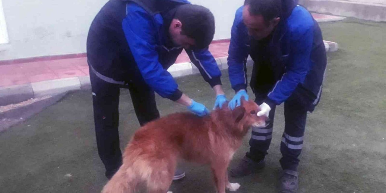 Menteşe Belediyesi ekipleri kayalıklarda mahsur kalan köpeği kurtardı