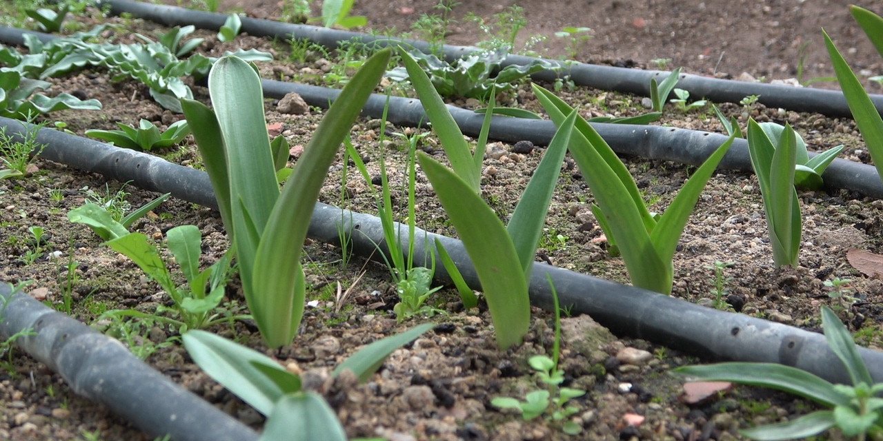 Şifa dolusu salep, kış aylarının vazgeçilmezi oldu