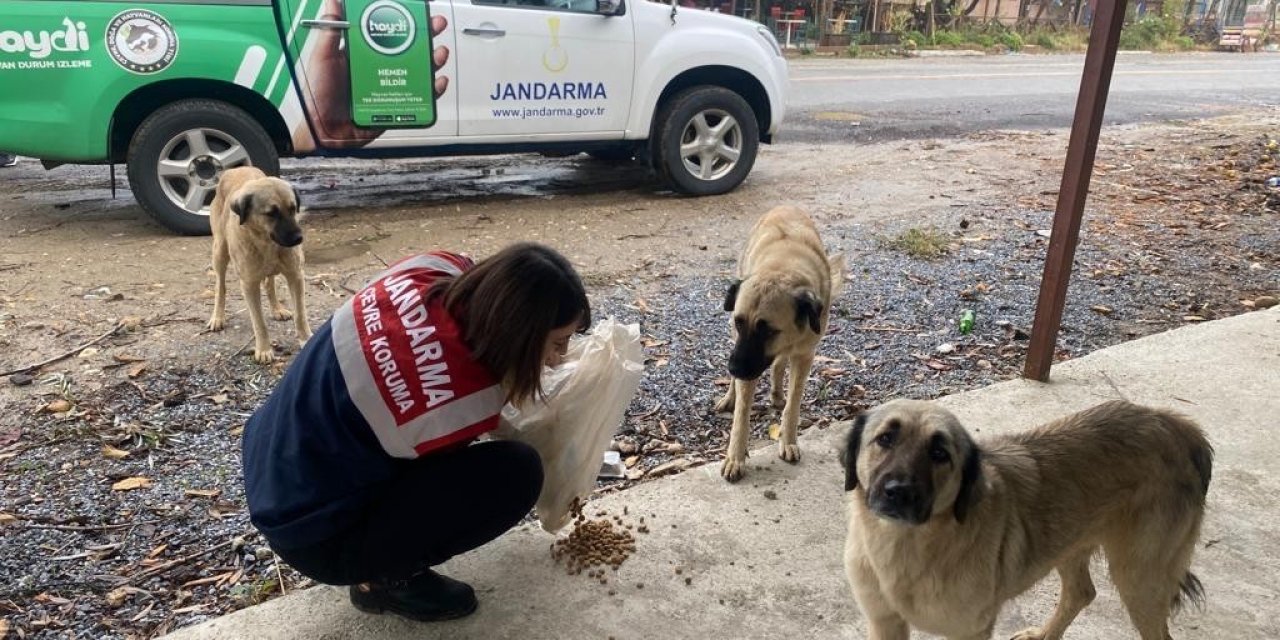 Jandarma ekipleri patili dostlarını unutmadı