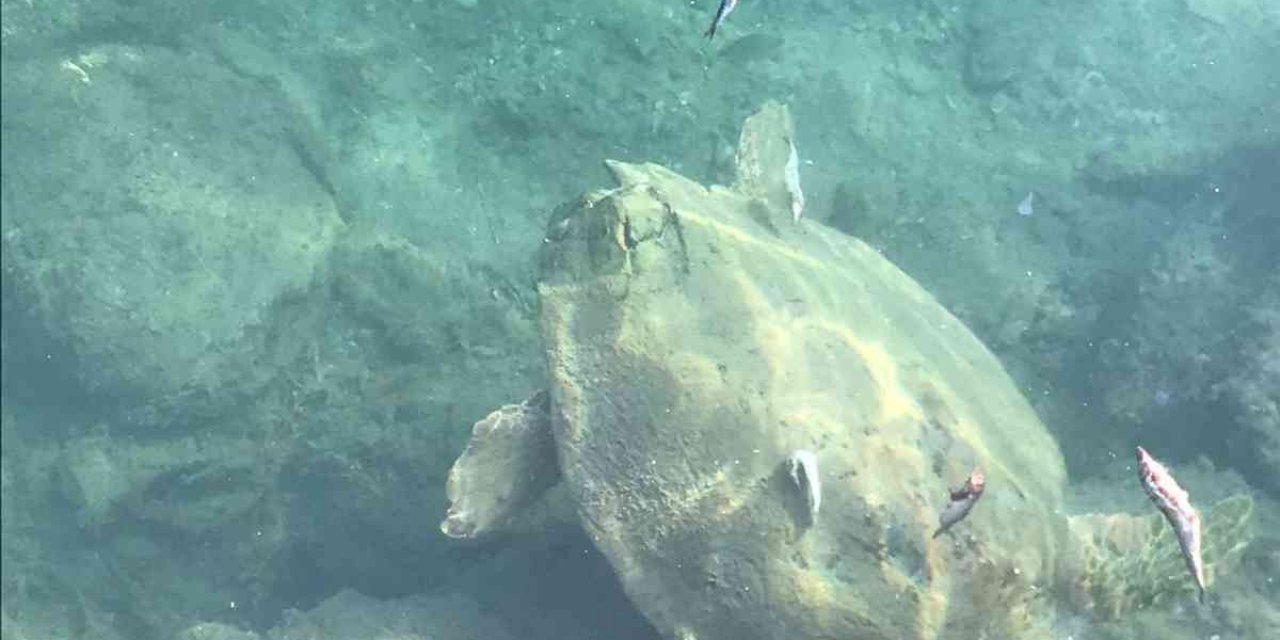 Datça’da deniz kaplumbağasını balıkla beslediler