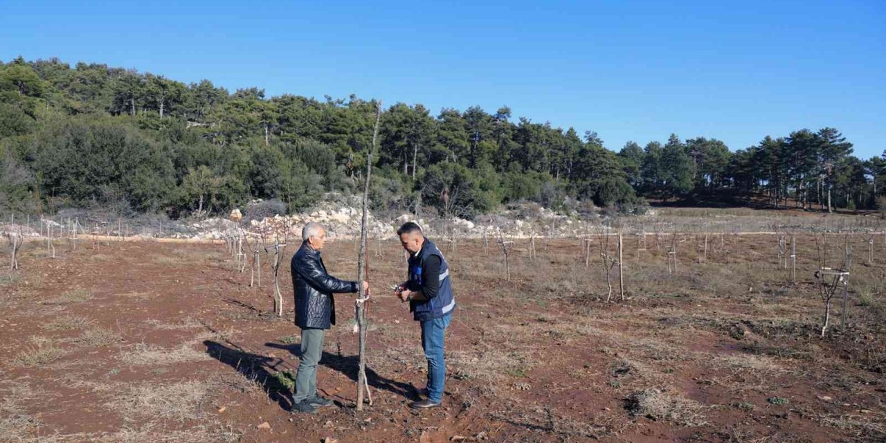 Büyükşehir’den yüzde 50 hibe alarak ceviz tarlası oluşturdu