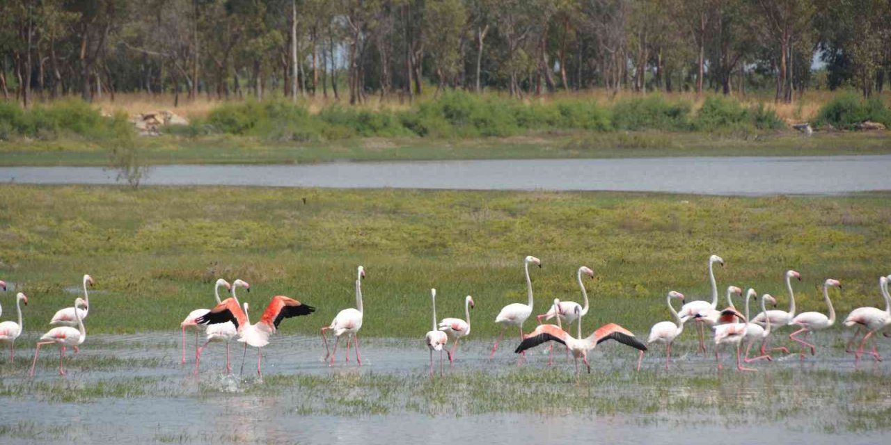 Aliağa’nın allı turnaları