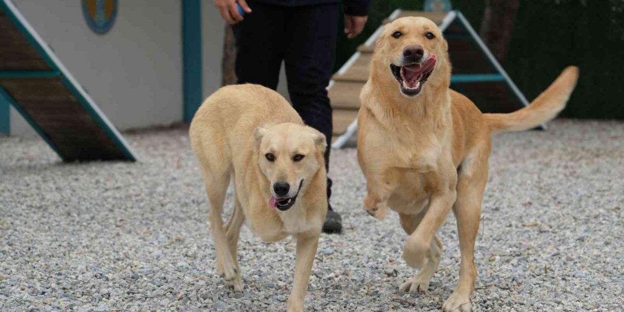 Şiddet mağduru köpeklere müzikle terapi