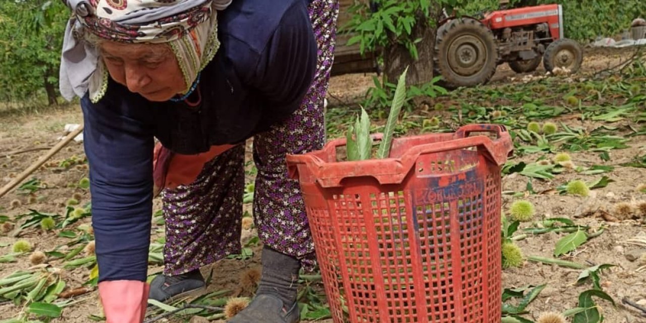 Ortadoğu’nun kestanesi Sarıgöl’den