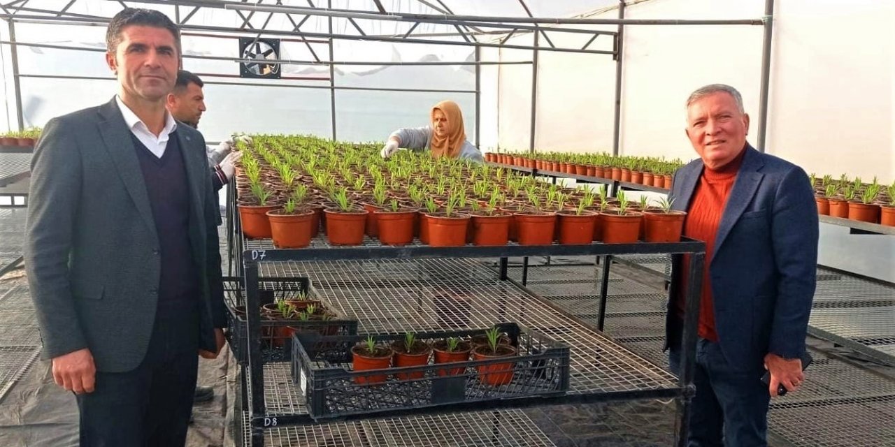 Honaz Belediyesi kendi çiçeğini kendisi üretiyor