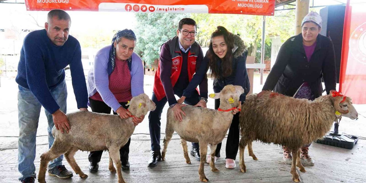 Muğlalı kadın üreticilere Bin 300 koyun, 52 koç dağıtıldı