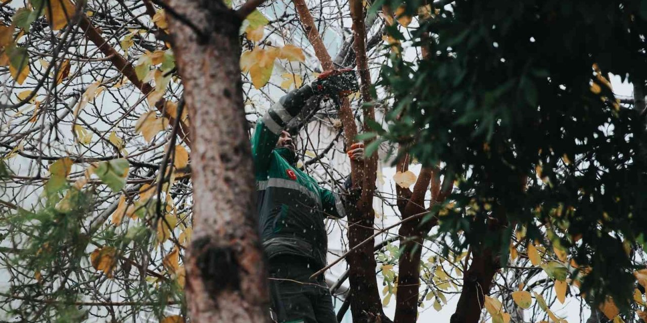 Merkezefendi’de budama çalışmaları devam ediyor