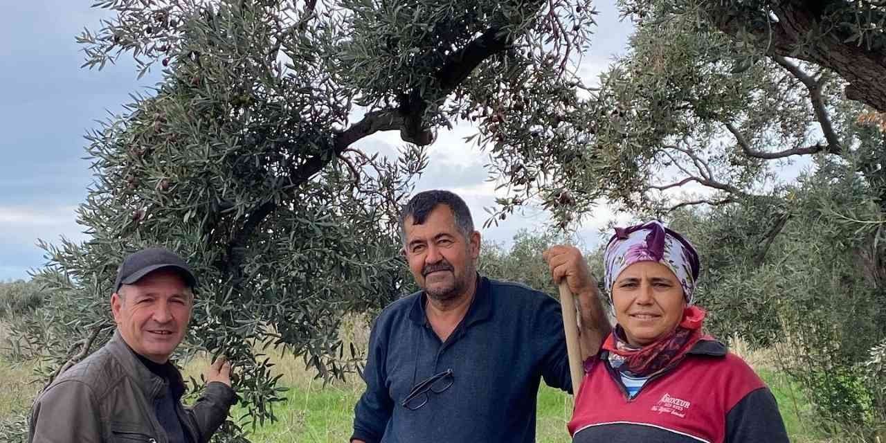 Aydın’da zeytin bahçeleri denetlendi, çiftçiler bilgilendirildi