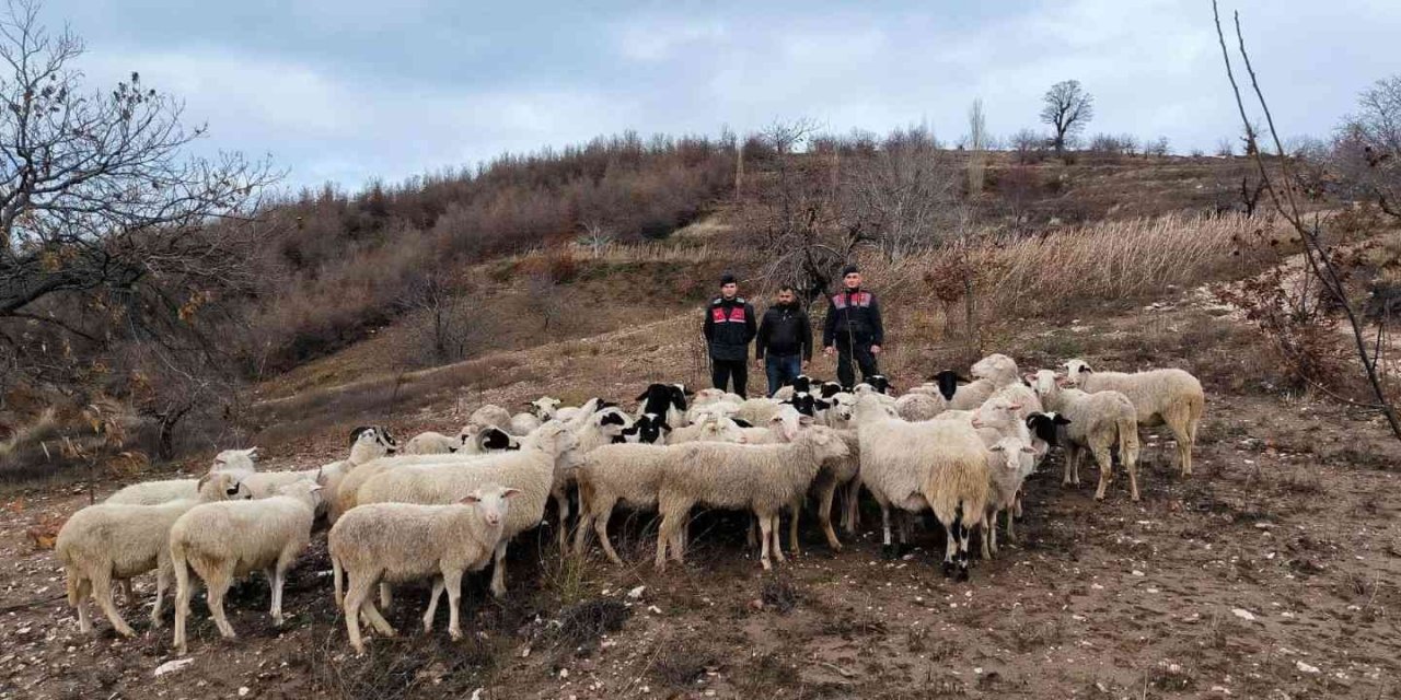 Aydın Köşk’te kaybolan 50 koyun, İzmir Ödemiş’te bulundu