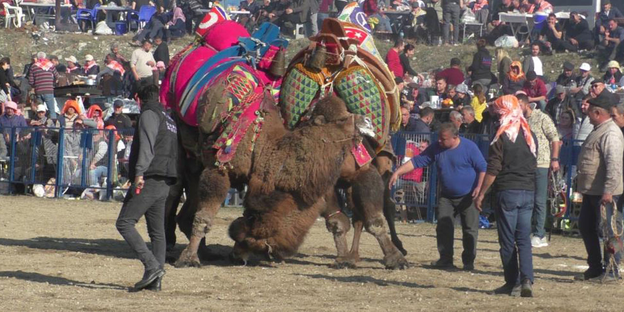Aydın’da ünlü 150 pehlivan deve kıran kırana mücadele etti