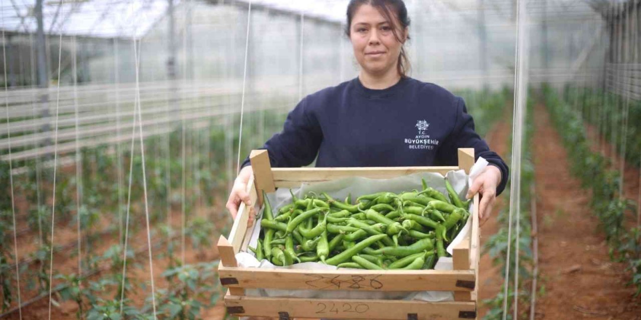 Büyükşehir, seralarda üretimini sürdürüyor