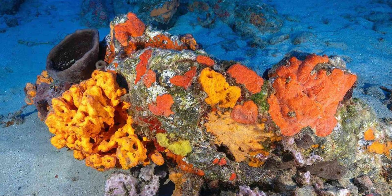 Deniz süngerlerinde ‘sıcaklık’ tehlikesi