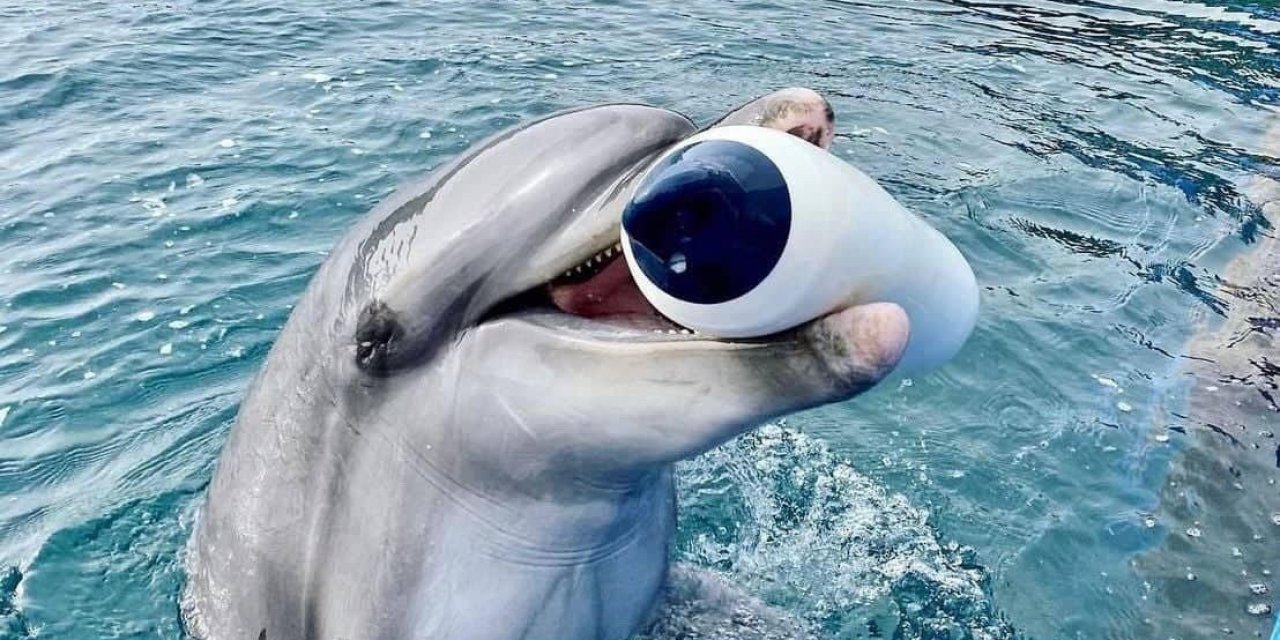 Marmaris’teki yunus parkında bir yunus daha hayatını kaybetti