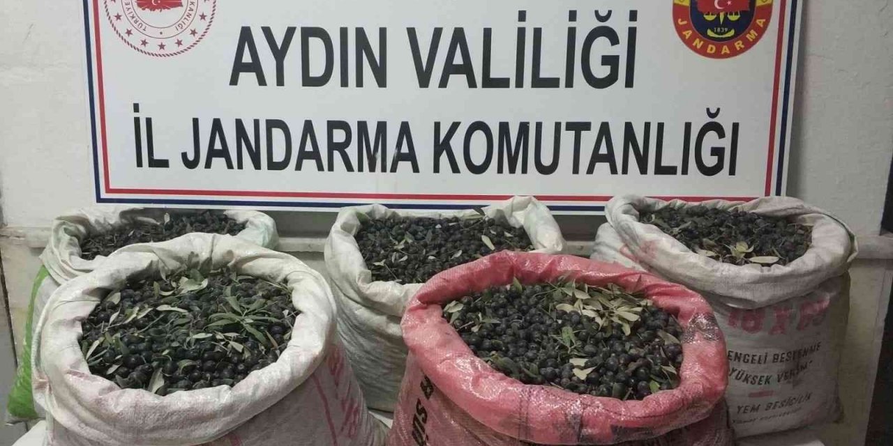 Zeytin hırsızları yakalandı