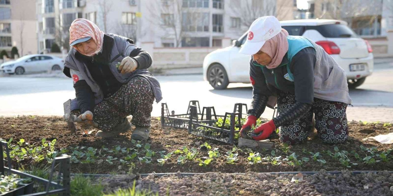 Merkezefendi mevsimlik çiçek dikimiyle renkleniyor