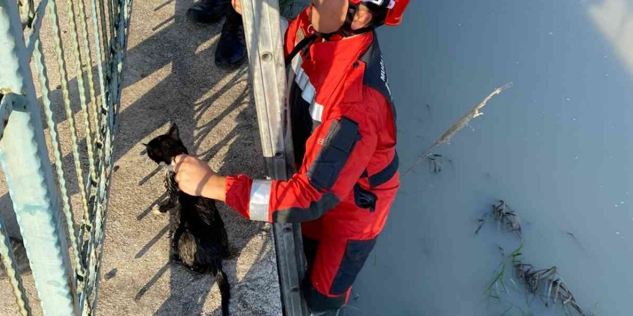 Seydikemer’de Çaya düşen kediyi İtfaiye kurtardı