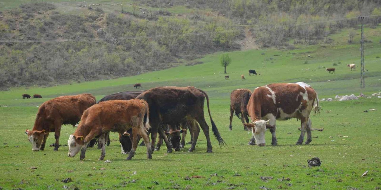 Pilot bölge Aydın’da meraların kapasitesi arttırılacak