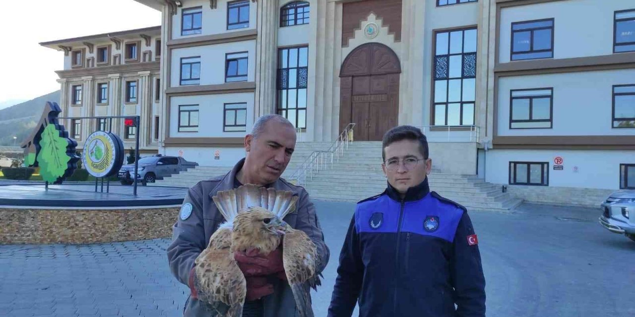 Yaralı kızıl şahin tedavi edildi