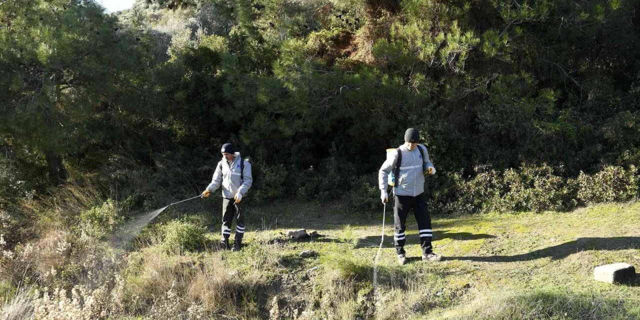 Kuşadası Belediyesi parazitlere karşı savaş açtı