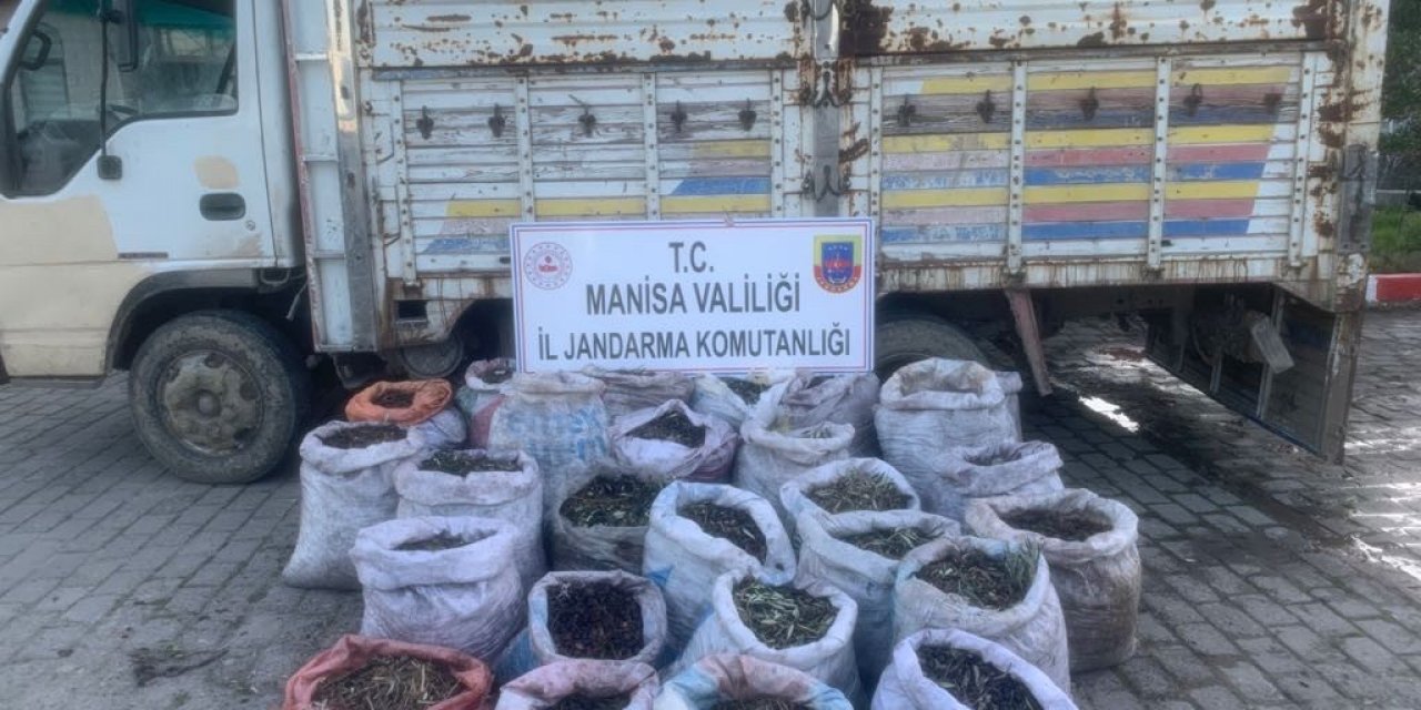 Zeytin hırsızları jandarmadan kaçamadı