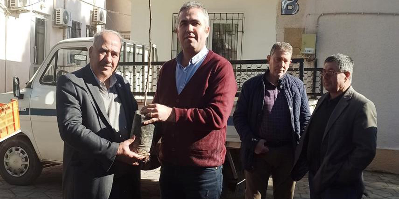 Efelerli üreticilere 5 bin 768 adet incir fidanı dağıtıldı
