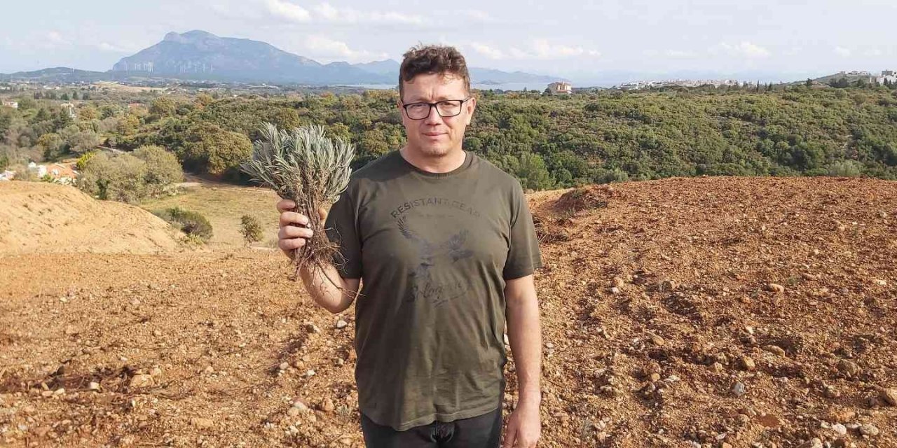 Datçalı girişimci devletten kiraladığı araziye 15 bin adet lavanta dikti