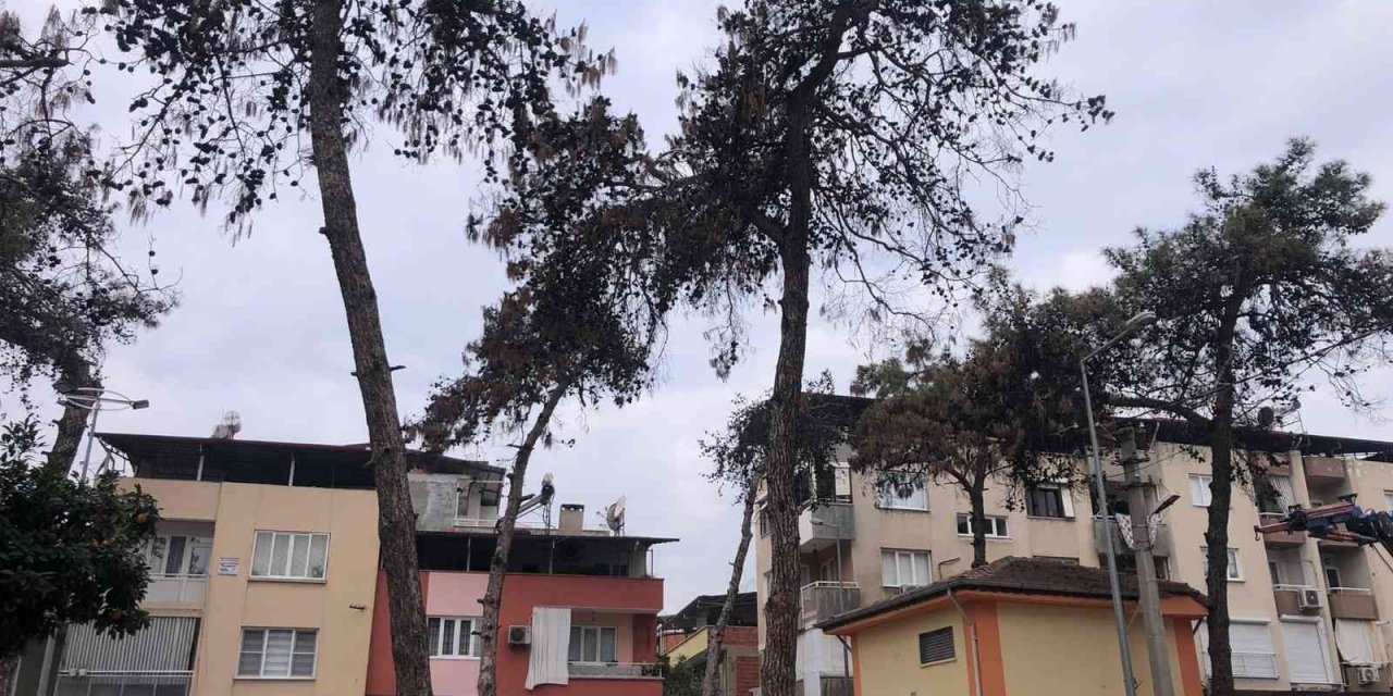 Nazilli Belediyesi, kuruduğu için tehlike saçan ağaçların kesti