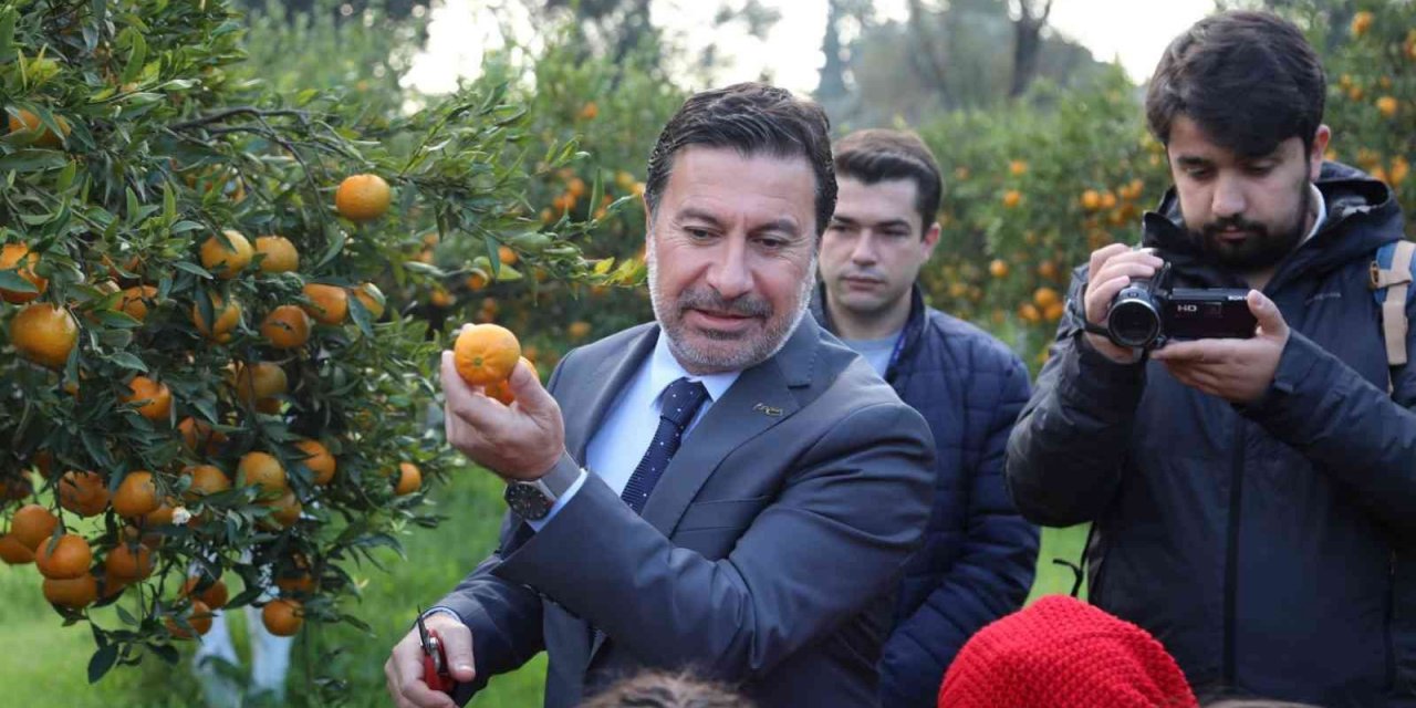 Başkan Aras, öğrencilerle mandalina hasadı yaptı